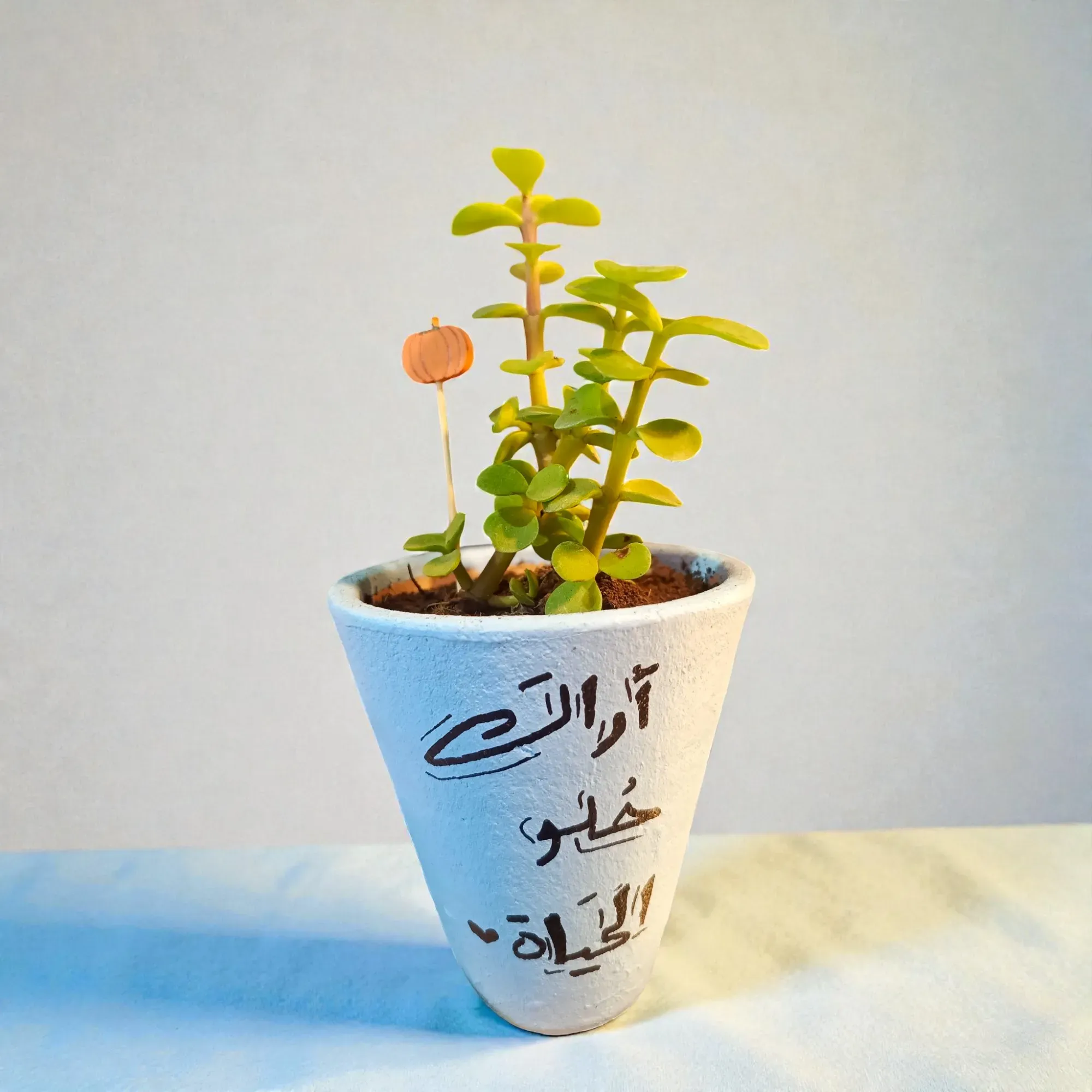 Hand-Painted White And Blue Clay Mini Planter with Cactus Seeds 15x5 cm